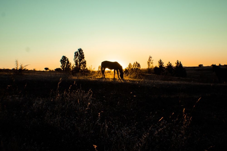 Picture of GRAZING AT SUNSET