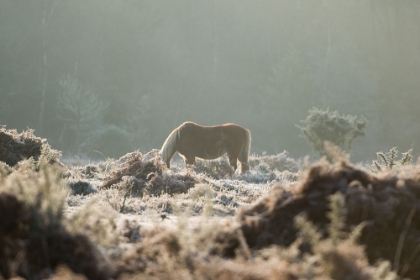 Picture of GRAZING IN THE SHRUBS