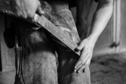 Picture of HOOF WORK