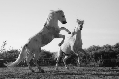 Picture of HORSE DANCE
