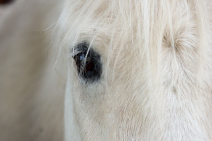 Picture of HORSE EYE