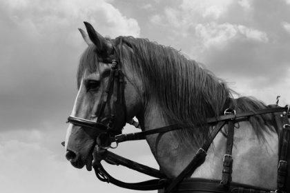 Picture of HORSE IN HARNESS