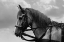 Picture of HORSE IN HARNESS