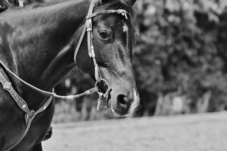 Picture of HORSE IN WESTERN BRIDLE I