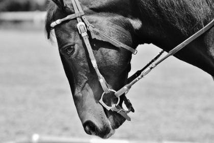 Picture of HORSE IN WESTERN BRIDLE II