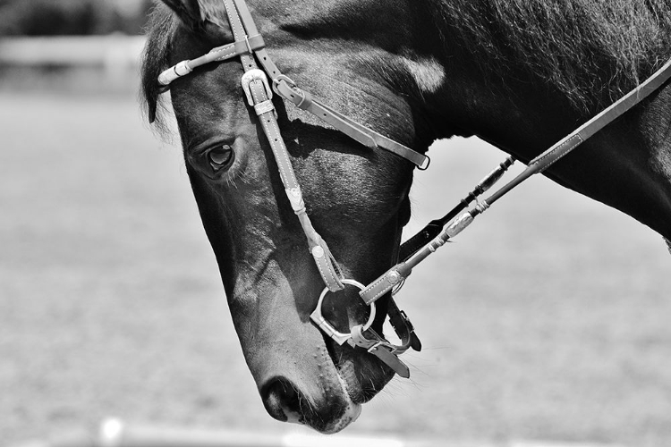 Picture of HORSE IN WESTERN BRIDLE II