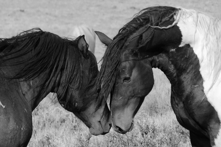 Picture of HORSE KISS