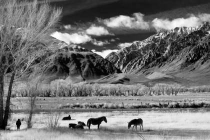 Picture of IN THE SHADOW OF THE MOUNTAIN RANGE