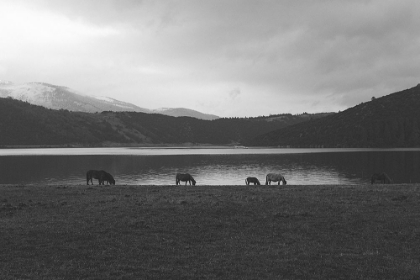 Picture of LAKESIDE GRAZING