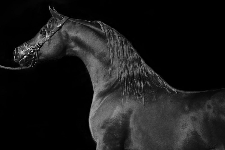 Picture of MAJESTIC