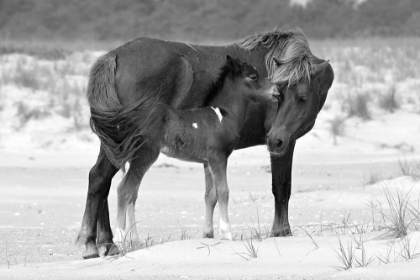 Picture of MOTHER AND FOAL