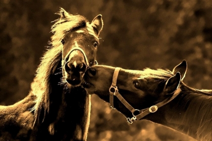 Picture of NEAR THE KISSING GATE