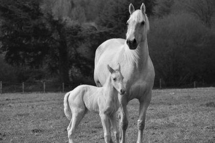 Picture of PALOMINO HORSE AND COLT