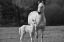Picture of PALOMINO HORSE AND COLT