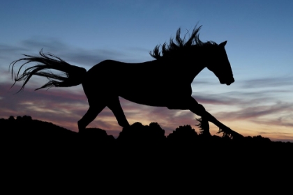 Picture of SHADOW GALLOP
