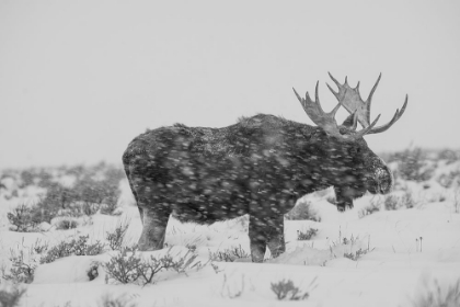 Picture of SNOWY ELK