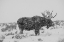 Picture of SNOWY ELK