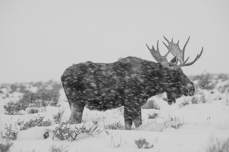 Picture of SNOWY ELK