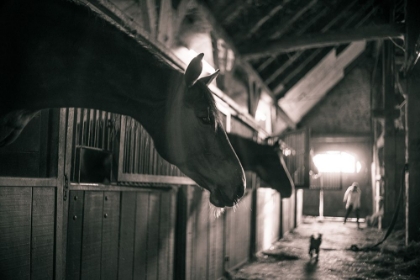 Picture of STABLE GOSSIP