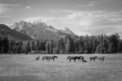 Picture of SUMMER MEADOW I