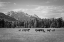Picture of SUMMER MEADOW I