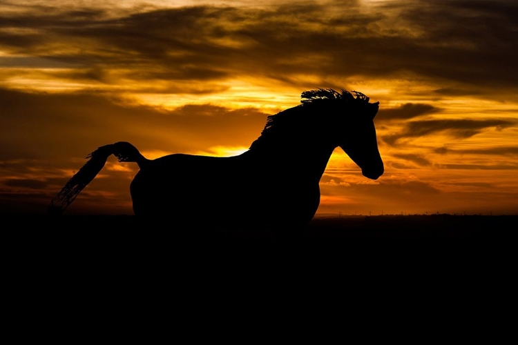 Picture of SUNSET SHADOW