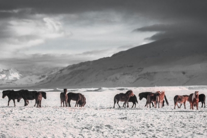 Picture of THE FROZEN PLAIN