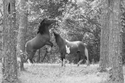 Picture of WILD HORSES IN THE FOREST