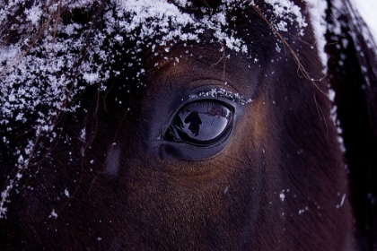 Picture of WINTER EYE