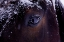 Picture of WINTER EYE