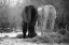 Picture of WINTER FEED