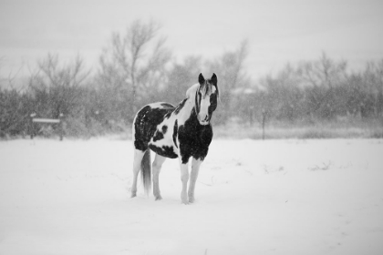 Picture of WINTER PIEBALD