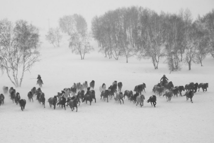 Picture of WINTER ROUND UP