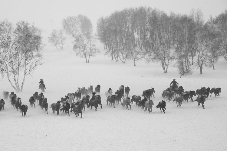 Picture of WINTER ROUND UP