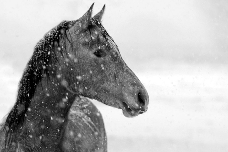 Picture of WINTER SNOW