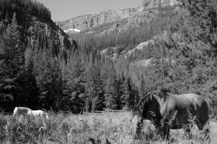 Picture of YOUNTS PEAK, CODY, WYOMING