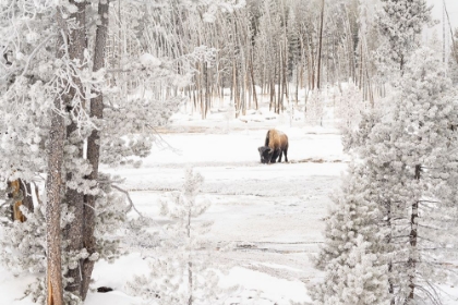 Picture of BISON IN NORRIS GEYSER BASIN, YELLOWSTONE NATIONAL PARK