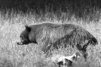 Picture of BLACK BEAR IN YELLOWSTONE NATIONAL PARK
