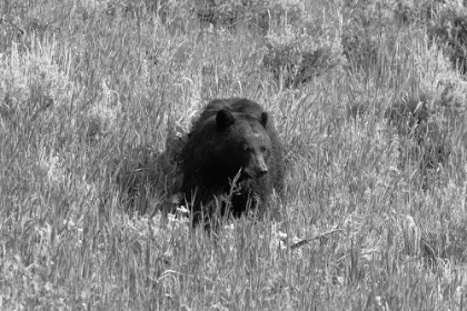 Picture of BLACK BEAR IN LAMAR VALLEY, YELLOWSTONE NATIONAL PARK