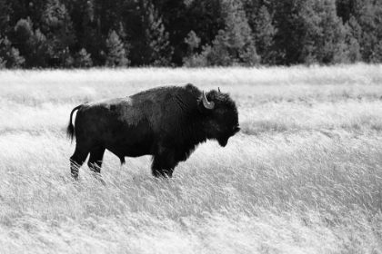 Picture of BULL BISON IN LOWER GEYSER BASIN, YELLOWSTONE NATIONAL PARK