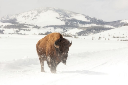 Picture of BULL BISON NEAR SWAN LAKE, YELLOWSTONE NATIONAL PARK