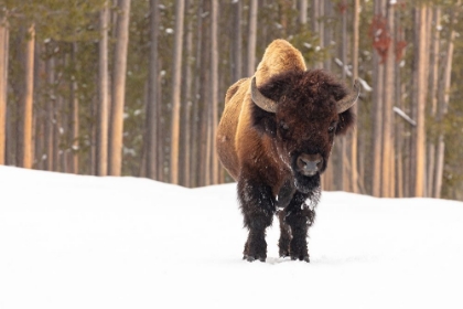 Picture of BULL BISON NEAR MADISON JUNCTION, YELLOWSTONE NATIONAL PARK