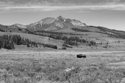 Picture of BULL BISON AT SWAN LAKE, YELLOWSTONE NATIONAL PARK