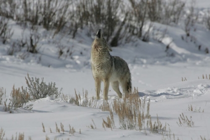 Picture of COYOTE HOWLING IN LAMAR VALLEY, YELLOWSTONE NATIONAL PARK