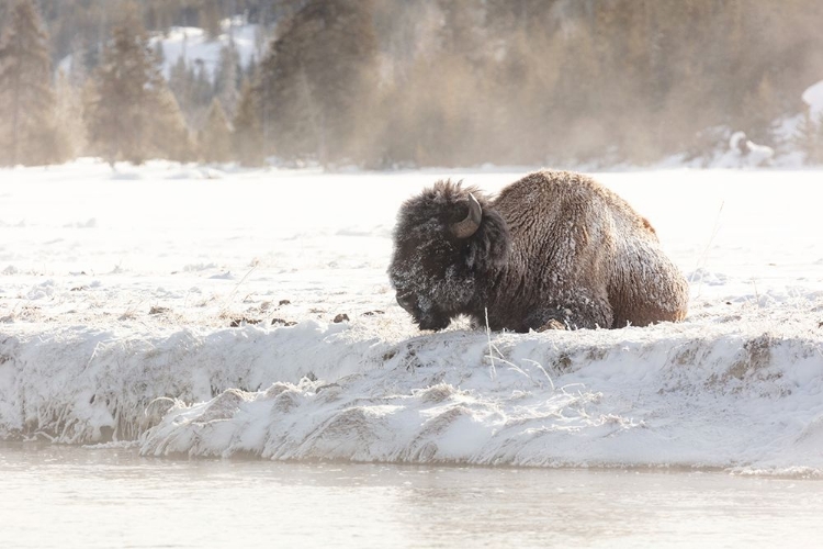 Picture of BISON AT THE MADISON RIVER, YELLOWSTONE NATIONAL PARK