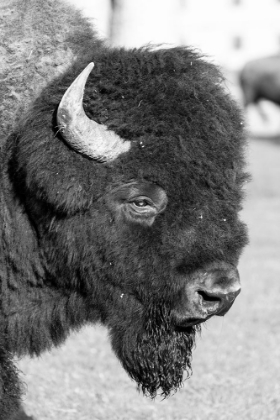 Picture of BULL BISON IN MAMMOTH HOT SPRINGS, YELLOWSTONE NATIONAL PARK