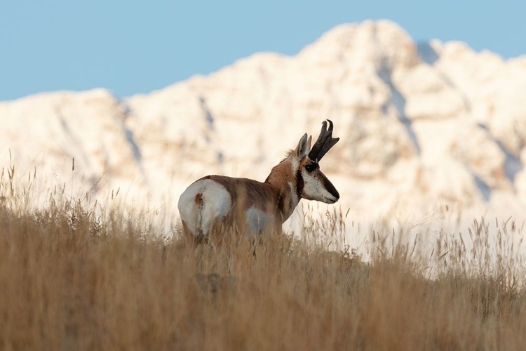 Picture of A PRONGHORN NEAR ELECTRIC PEAK, YELLOWSTONE NATIONAL PARK