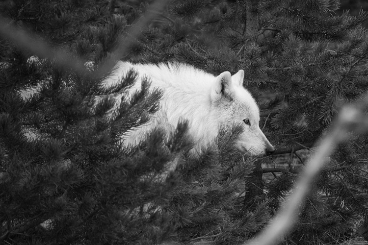 Picture of FEMALE WOLF OF THE CANYON PACK, YELLOWSTONE NATIONAL PARK