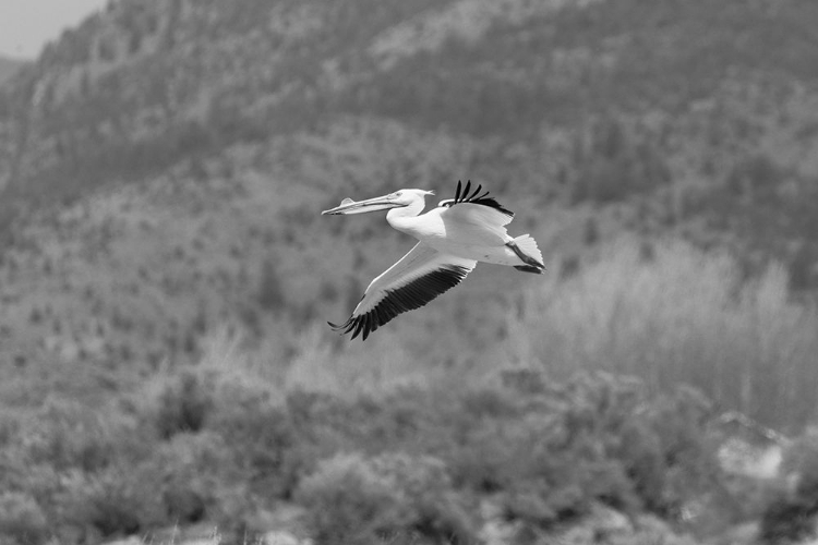Picture of AMERICAN WHITE PELICAN, YELLOWSTONE NATIONAL PARK