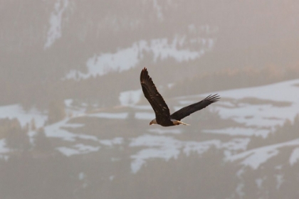 Picture of BALD EAGLE OVER SODA BUTTE CREEK, YELLOWSTONE NATIONAL PARK